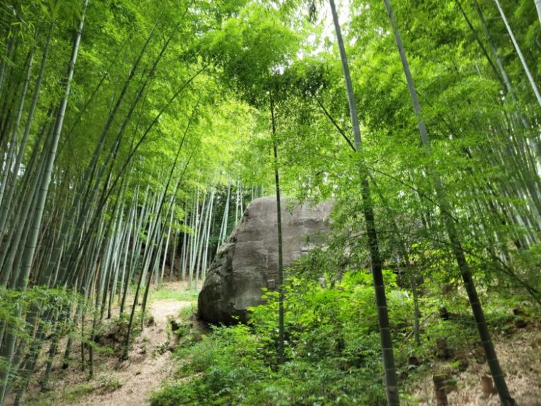 竹藪の中に現れる大きな石