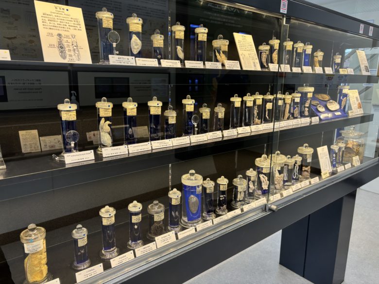 ホルマリン漬けの寄生虫が並んでいる様子