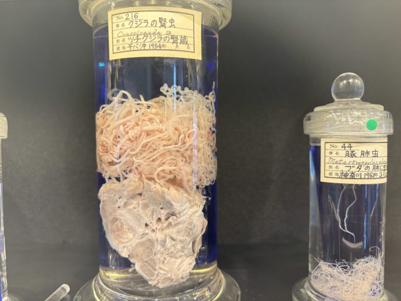 くじらの腎虫と書かれたホルマリン漬け