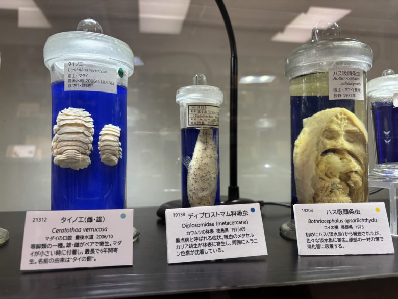 タイノエなどのホルマリン漬け