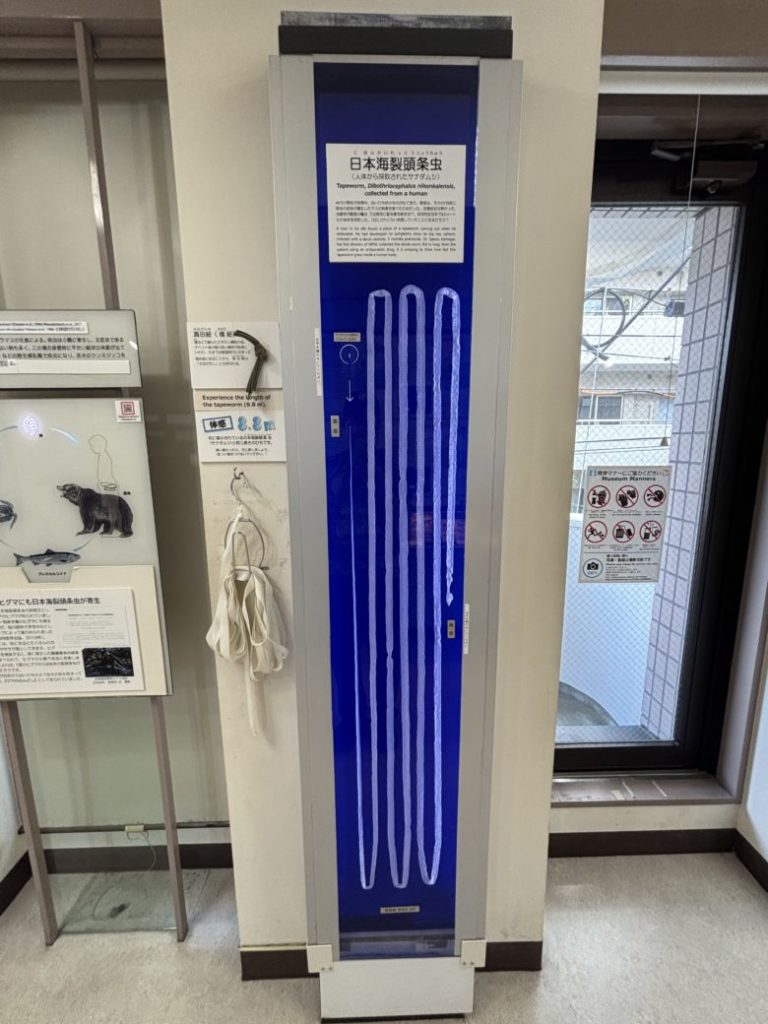 目黒寄生虫館の巨大サナダムシの写真