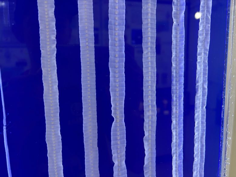 サナダムシの体節