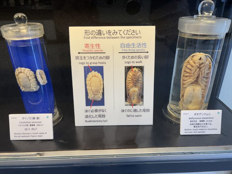 タイノエとオオグソムシとの比較