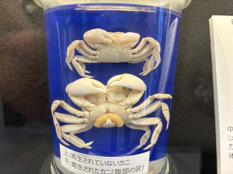 寄生されたかに