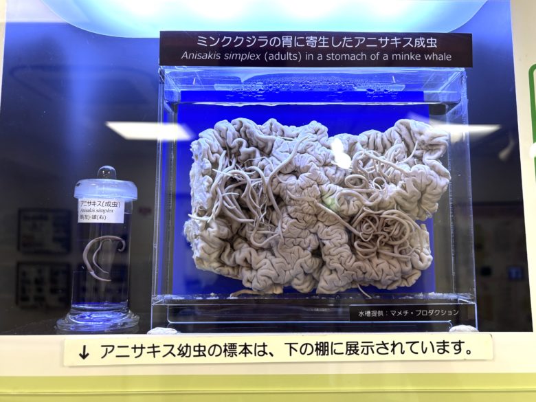 アニサキス標本