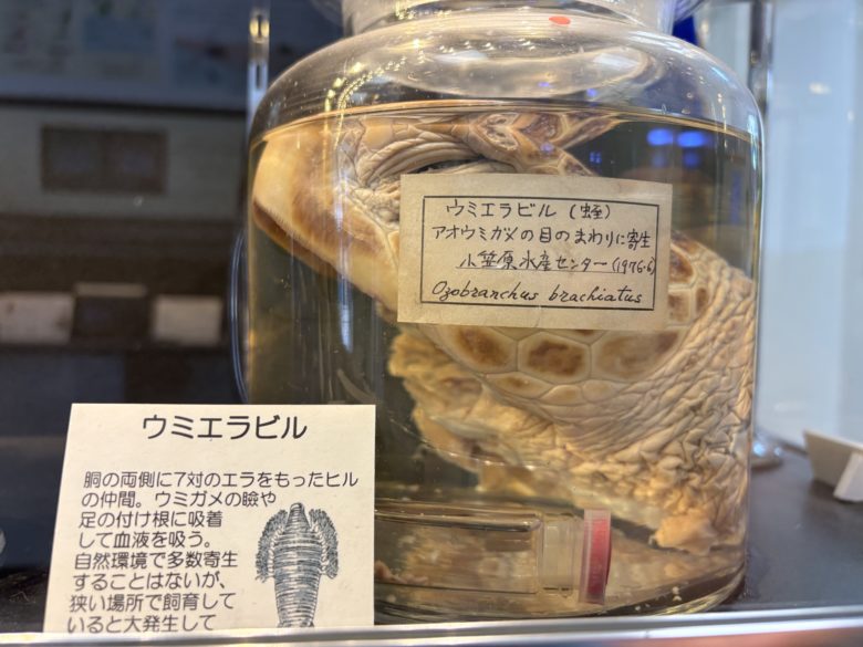 ウミガメの頭部のホルマリン漬け。ウミエラビルという寄生虫が感染されている