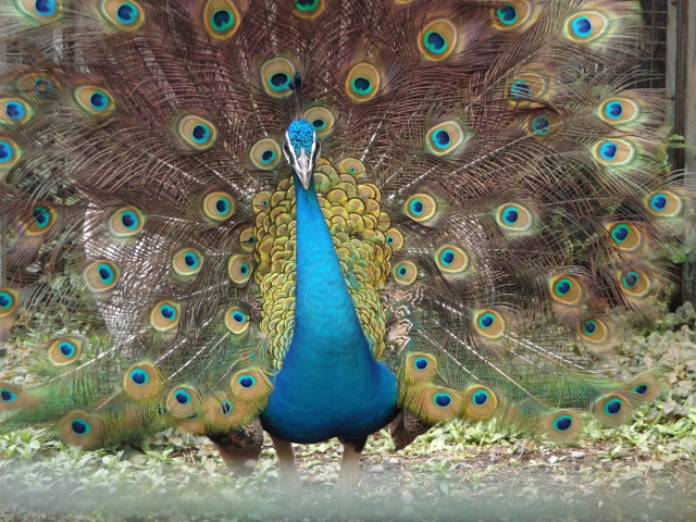 こども動物園にいる孔雀の写真