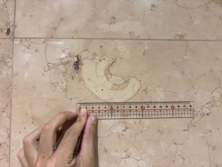 京都駅ビルで見られるアンモナイトの化石