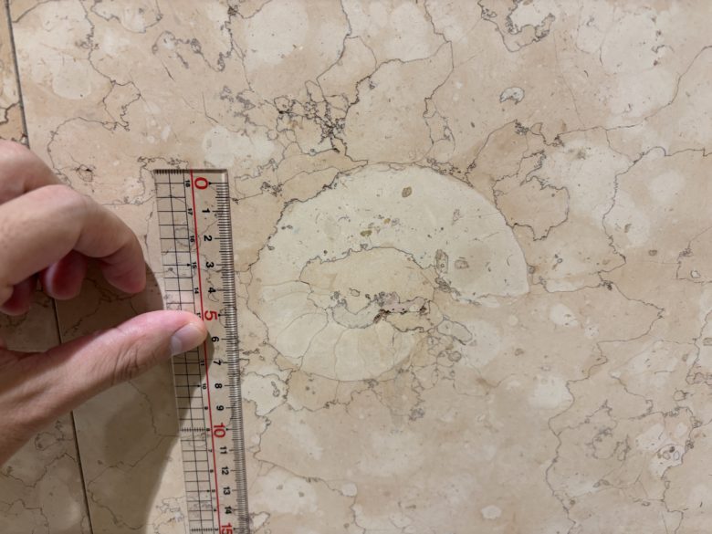 京都駅ビルで見られるアンモナイトの化石