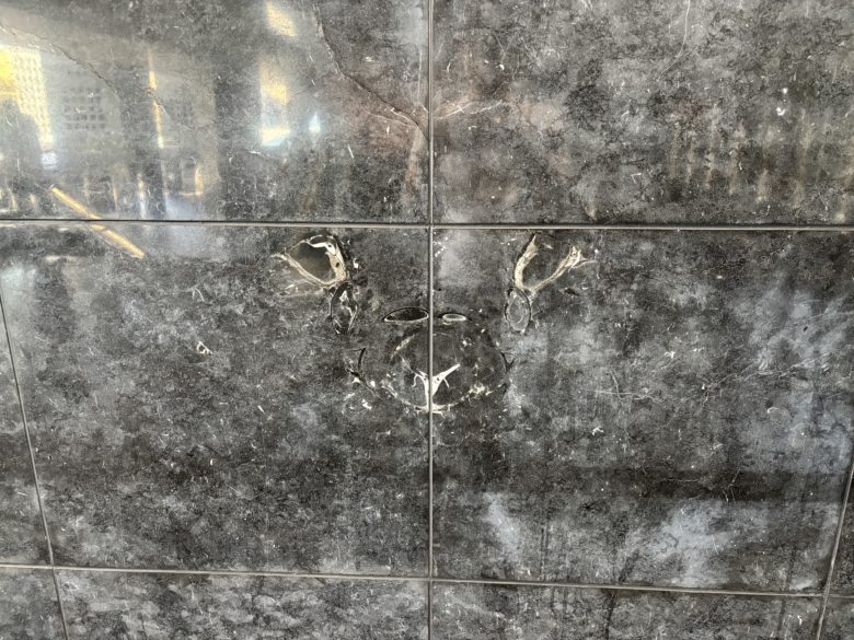 京都駅前の厚歯二枚貝の様子