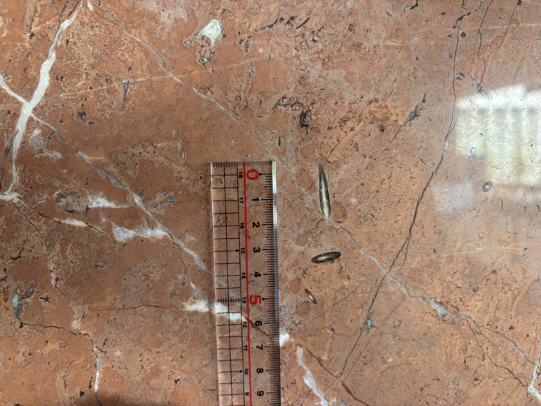 京都グランビア入り口で見られる化石、べレムナイトの様子