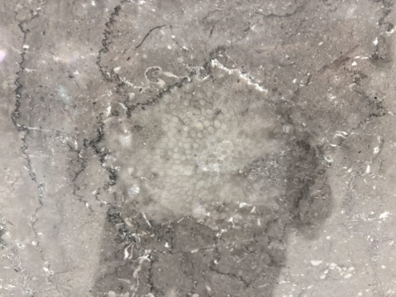 京都伊勢丹の珊瑚の化石