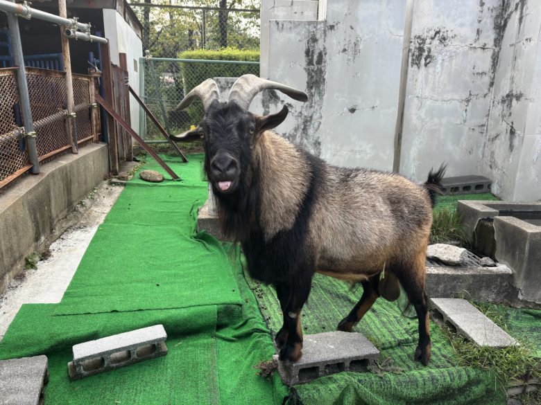 こども動物園にいるヤギの写真。オスで名前は「テン」