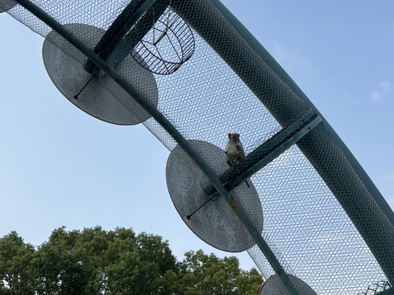 こども動物園のアーチで遊ぶてぐーとい小動物